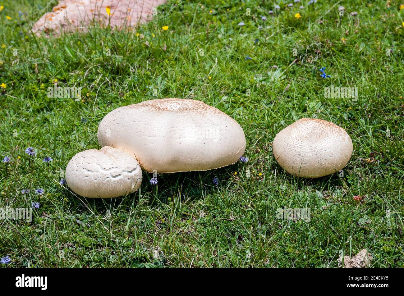 Funghi comuni selvatici, Agaricus bisporus, col de Pal, Catalogna, Spagna  Foto stock - Alamy