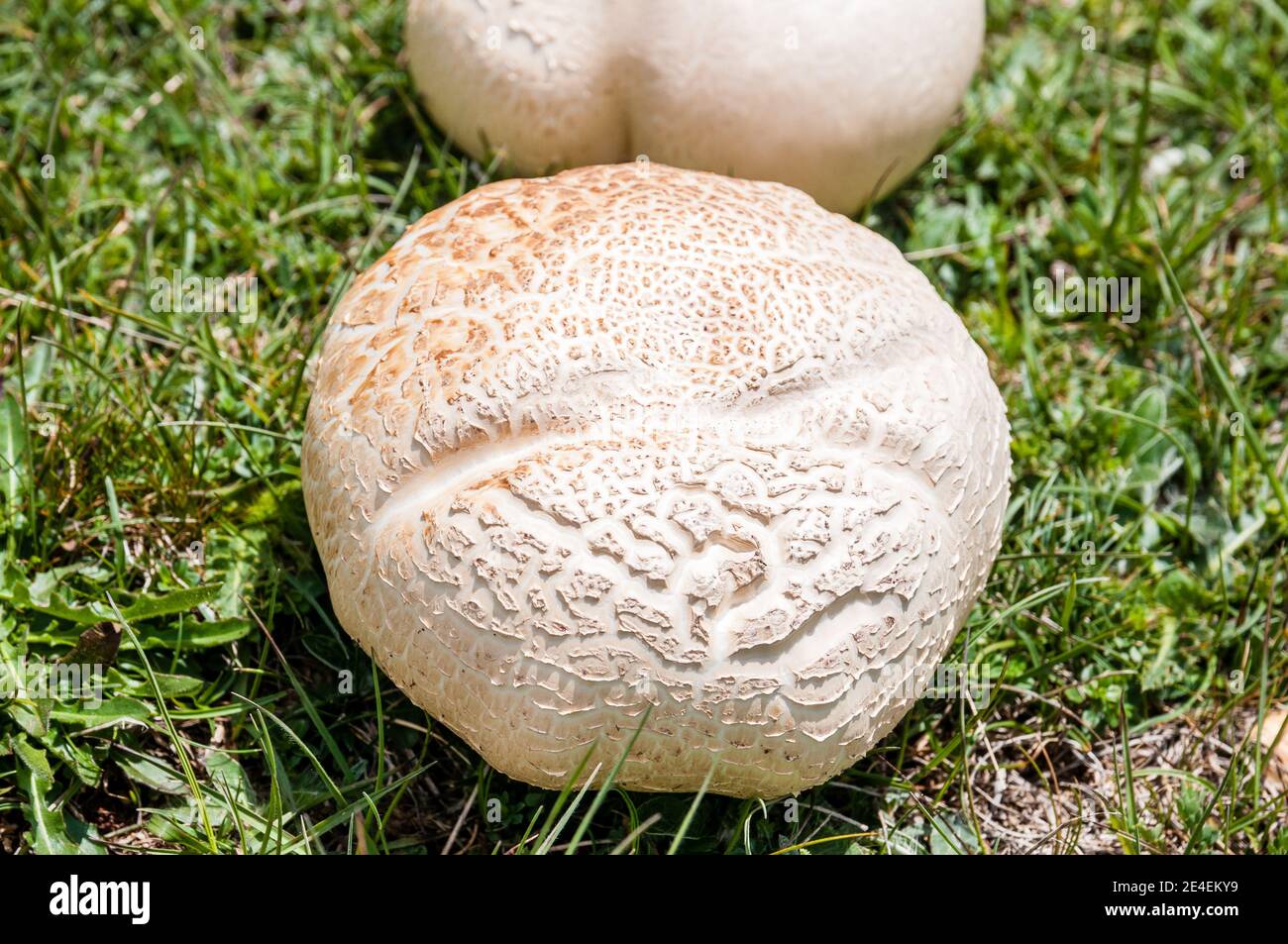 Il pulsante coltivato fungo agaricus bisporus o fungo campestre