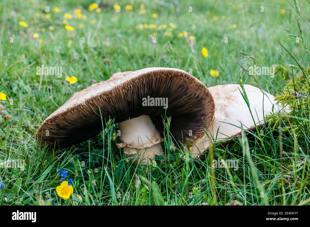 Il pulsante coltivato fungo agaricus bisporus o fungo campestre