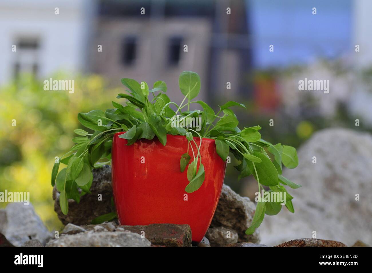 Sorbetto in una pentola (Rumex acetosa) Foto Stock