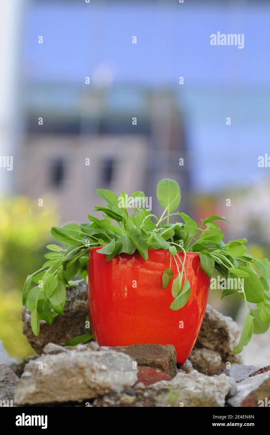 Sorbetto in una pentola (Rumex acetosa) Foto Stock