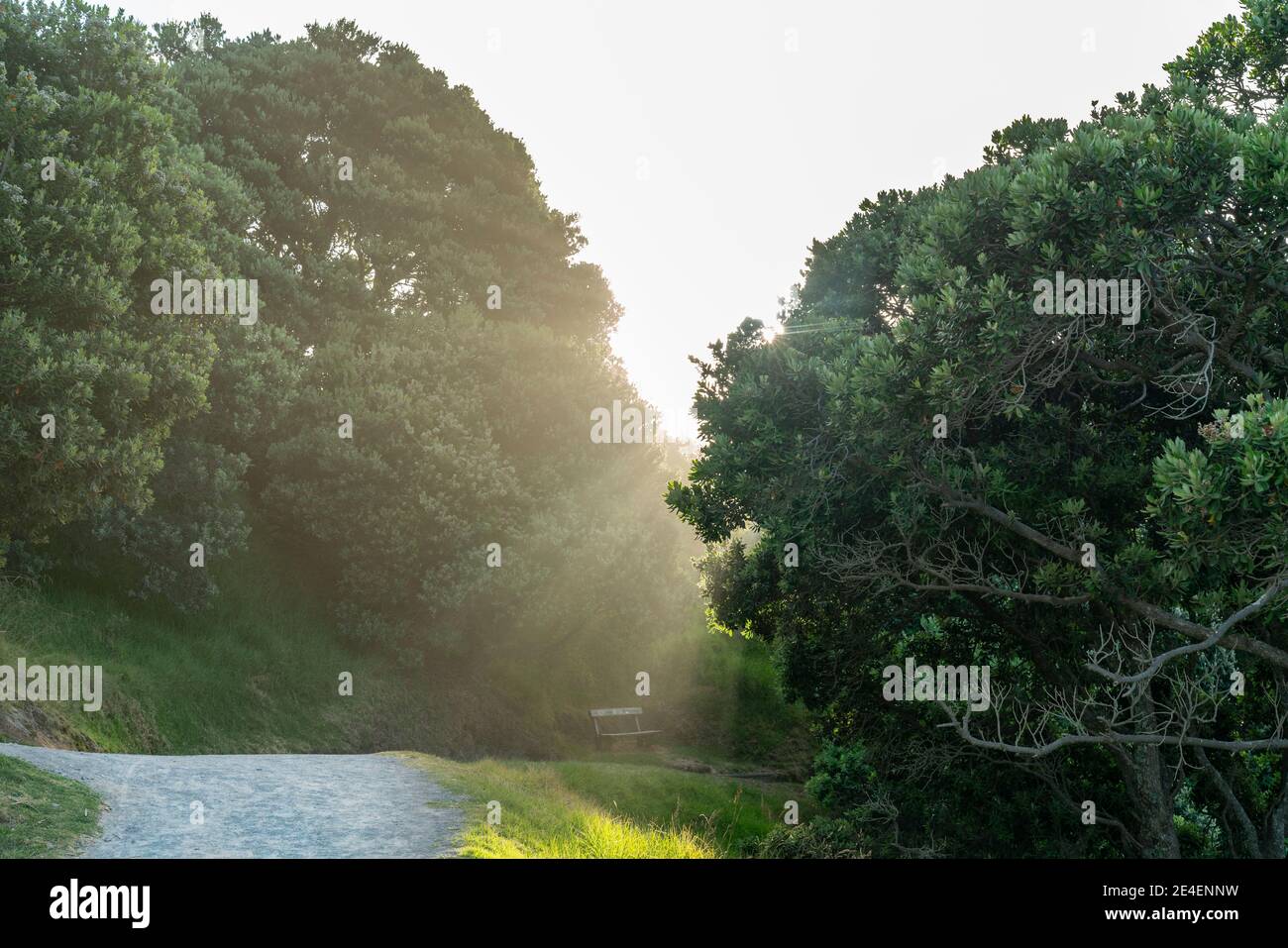 Percorso a piedi intorno al Monte Maunganui tra alberi di pohutukawa in abbagliamento di sole. Foto Stock