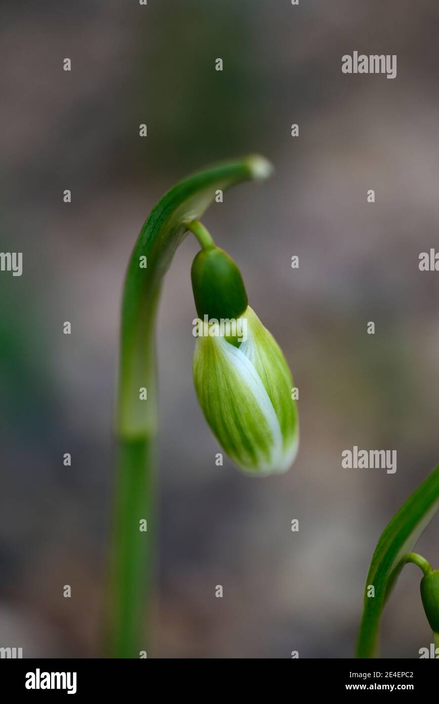 Galanthus Green Tear, discesa di neve a mezzaluna, visrescent, discesa di neve a fioritura precoce, ruscini di neve a fioritura precoce, Foto Stock