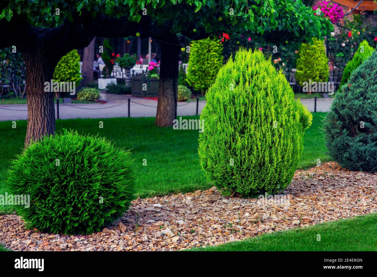 Abbellimento di un giardino cortile con conifere sempreverde e thuja  mulched da pietra gialla in un parco di primavera con design paesaggistico  decorativo, sul backg Foto stock - Alamy