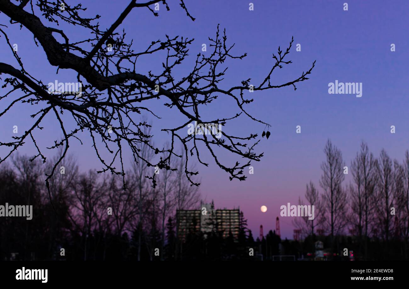 Bella moonrise sullo sfondo e un ramo di albero su il primo piano Foto Stock