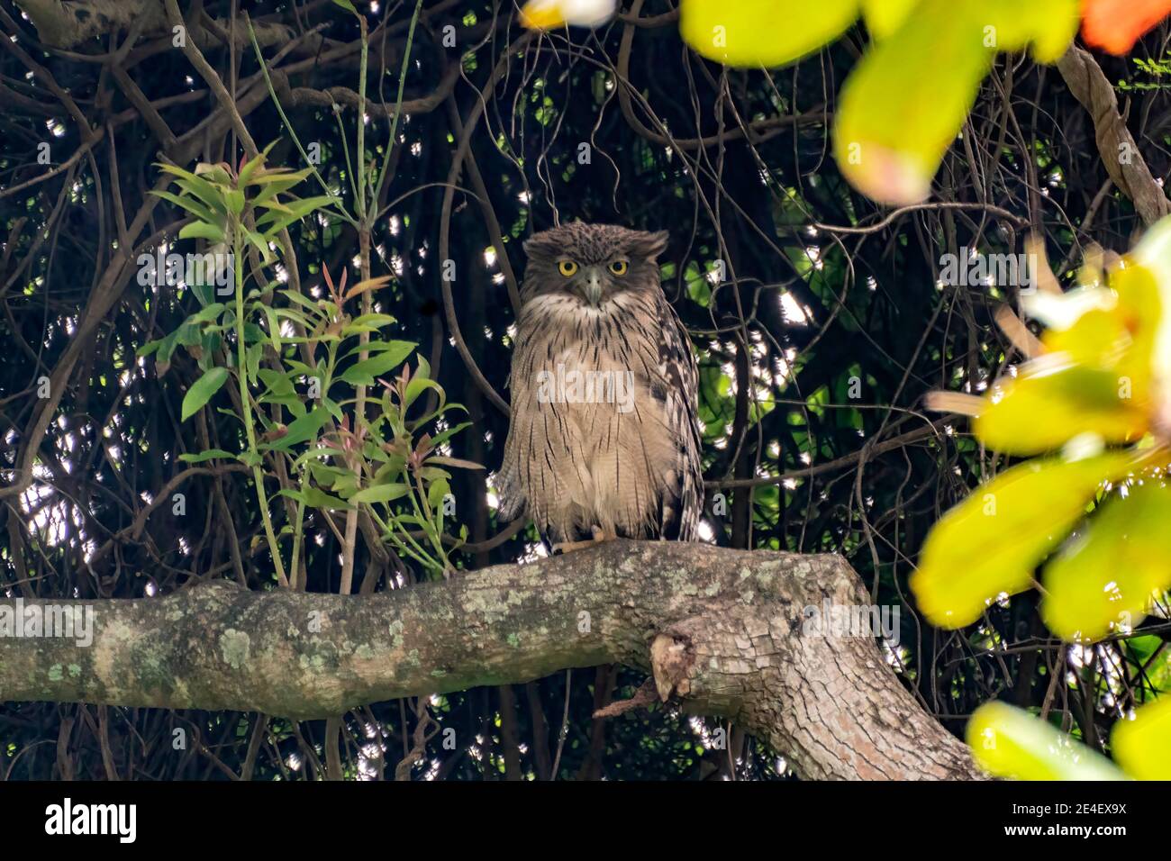 Gufo di pesce bruno (Ketupa zeylonensis), singolo adulto che arrostona nell'albero, Sri Lanka, 25 agosto 2019 Foto Stock