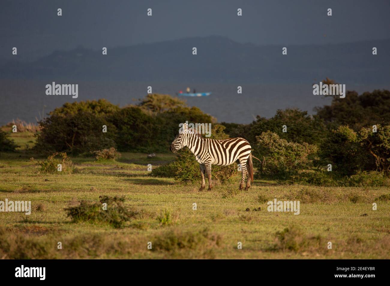 Zebra sulla costa del lago Naivasha, Kenya Foto Stock