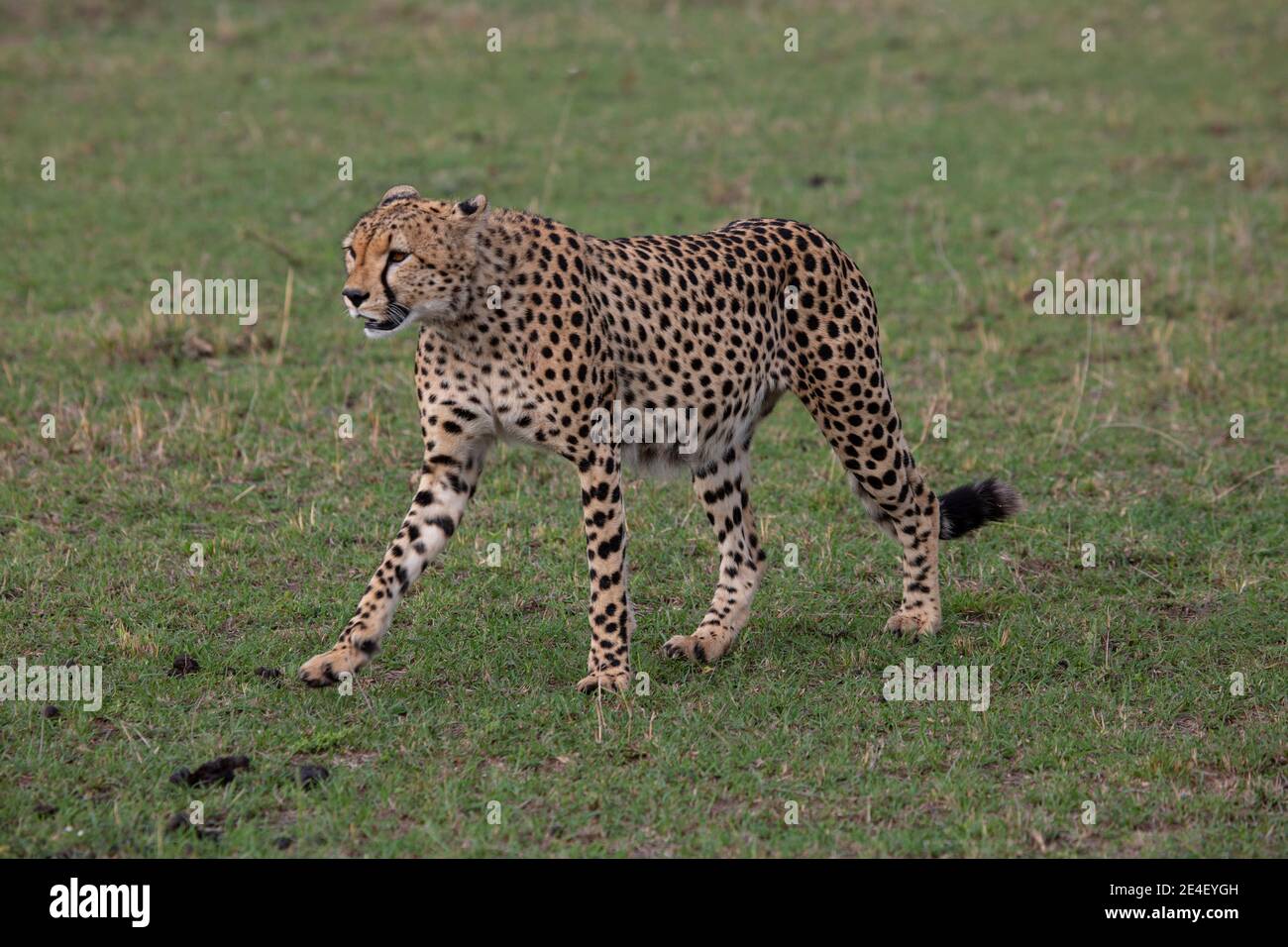 Ghepardo in Masai Mara Game Reserve in Kenya Foto Stock