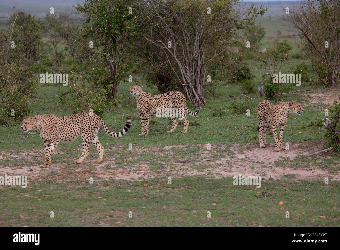 Ghepardo in Masai Mara Game Reserve in Kenya Foto Stock