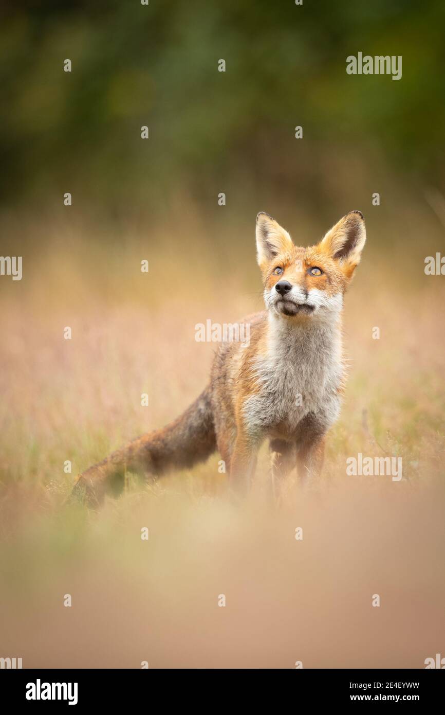 Fox nel lungo prato Foto Stock