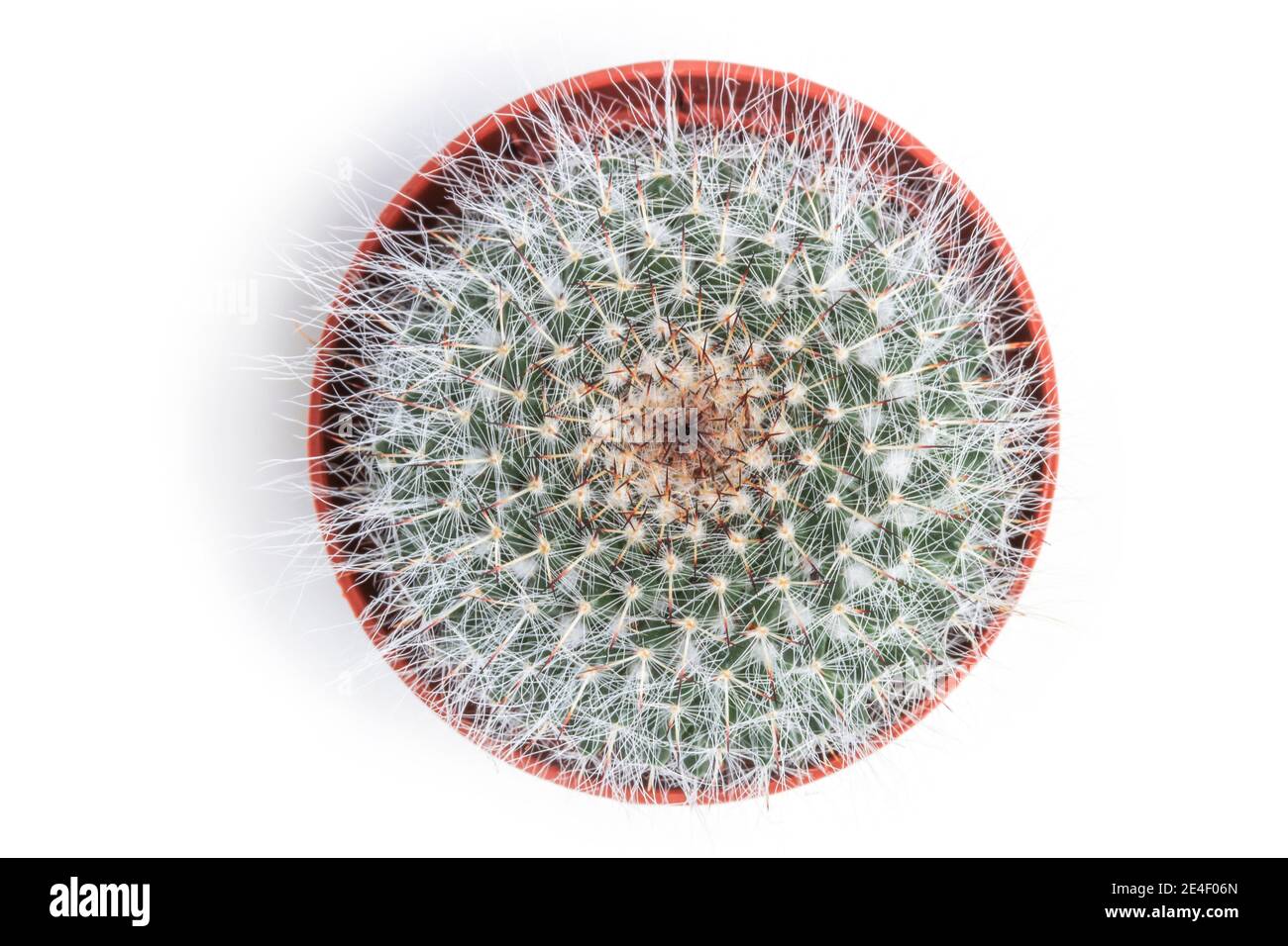 Shaggy cactus mamillaria in un primo piano pentola isolato su bianco. Vista dall'alto Foto Stock