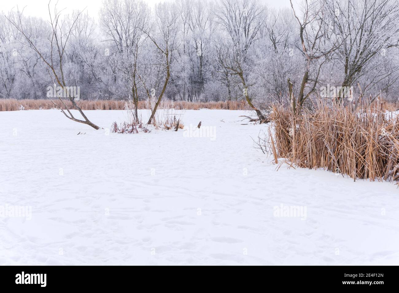 gelo di ruggito su alberi e stagno coperto di neve congelato Foto Stock