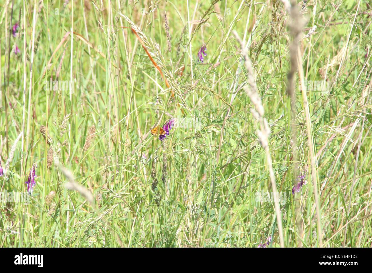 Grande farfalla Skipper in un prato Foto Stock