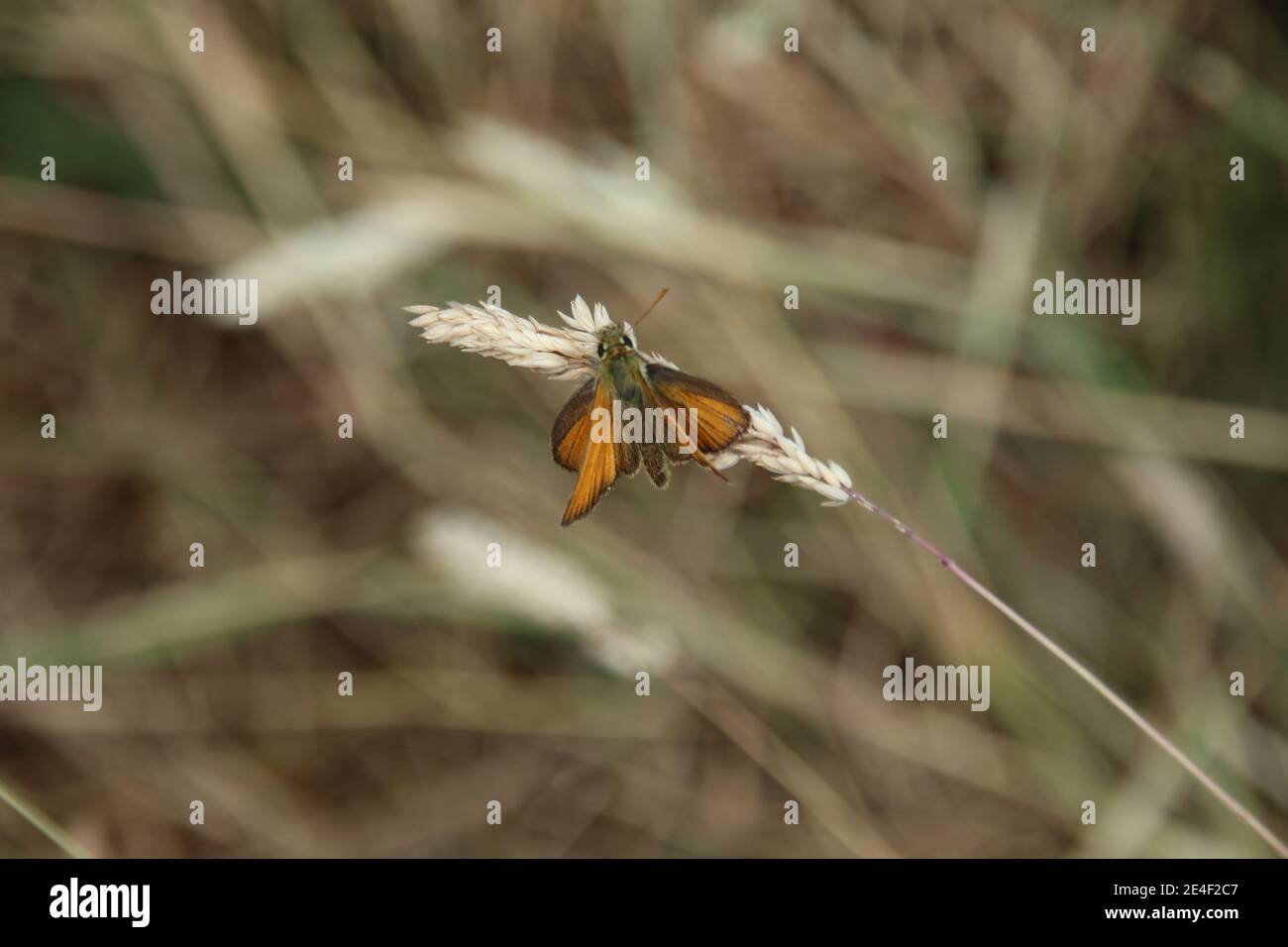 Piccola Skipper butterfly (Thymelicus sylvestris) Foto Stock