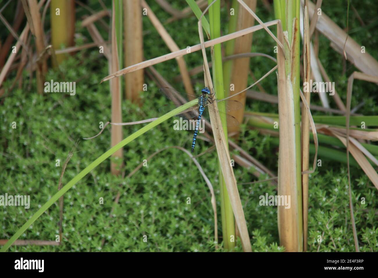 La libellula del falciatore del Migrant meridionale Foto Stock