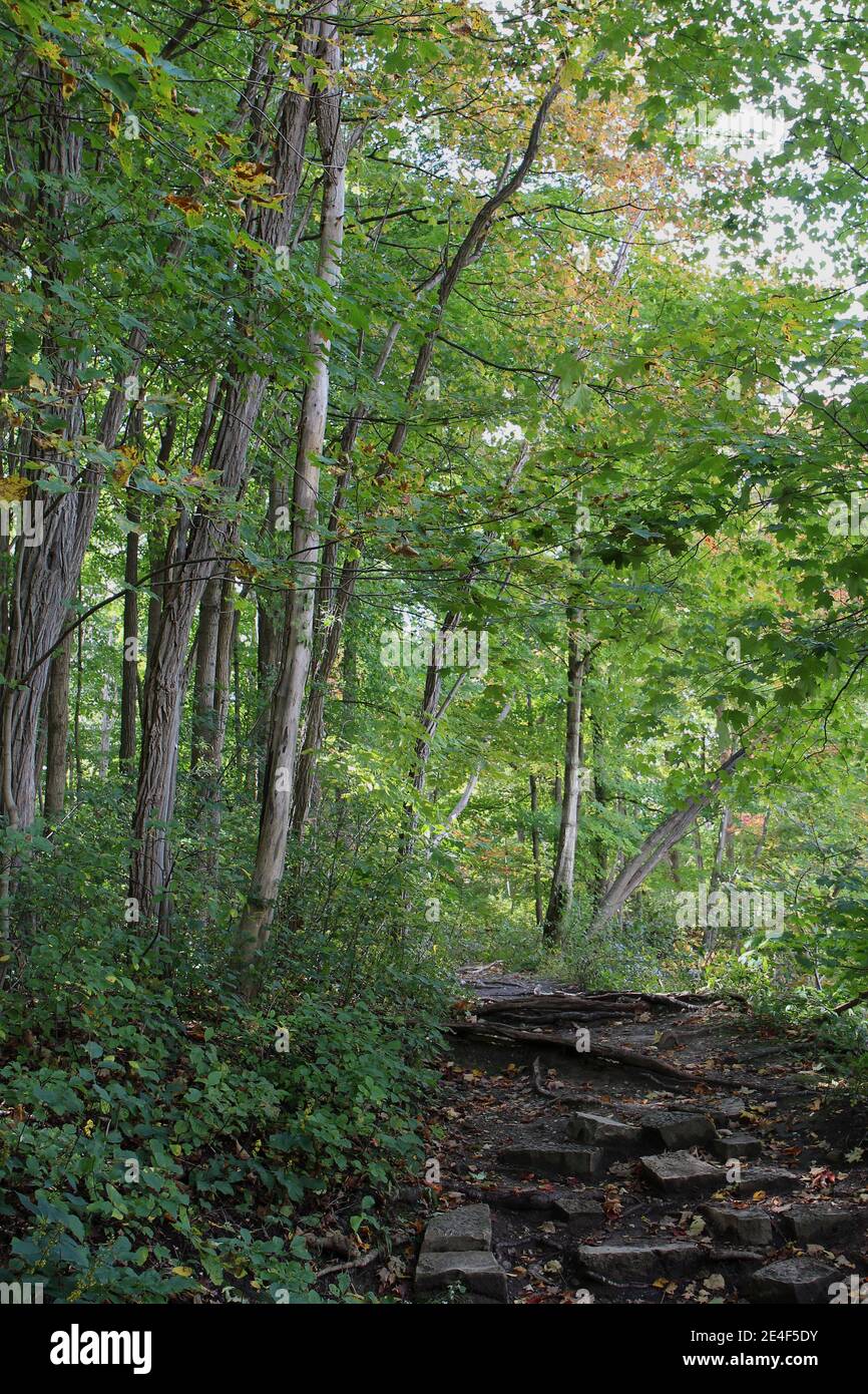 Un sentiero escursionistico attraverso i boschi all'inizio dell'autunno al Petrifying Springs County Park a Kenosha, Wiscsonsin, Stati Uniti Foto Stock