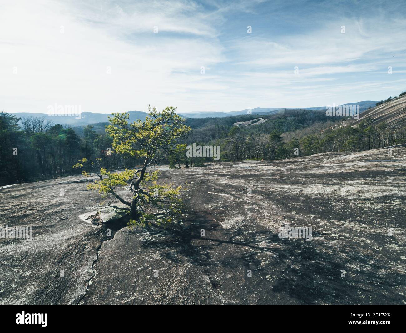Il pino solitario sopravvive su un pendio roccioso nel parco di Stone Mountain, NC. Foto Stock