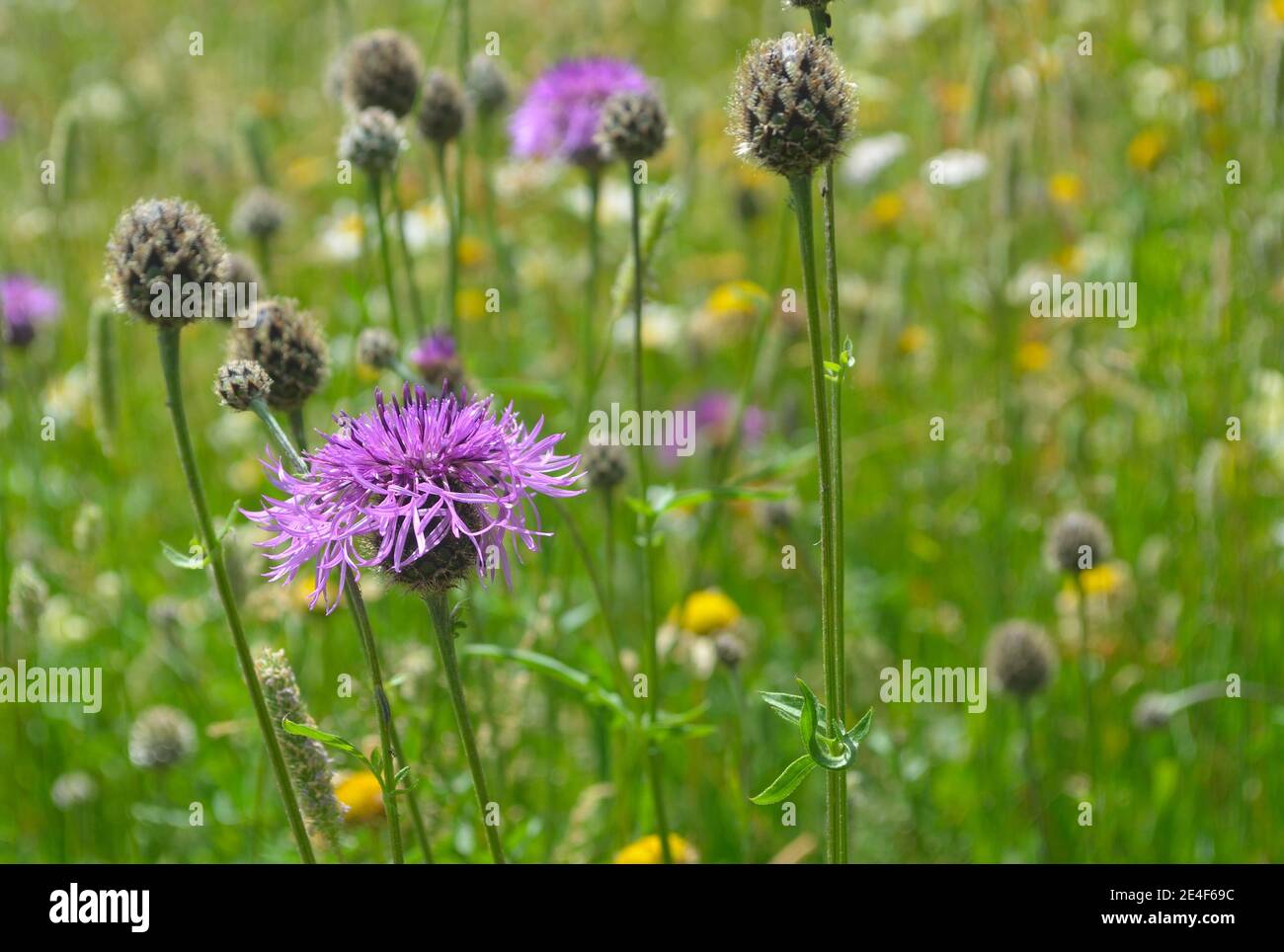 Perenne Cornflower in prato di fiori selvatici Foto Stock
