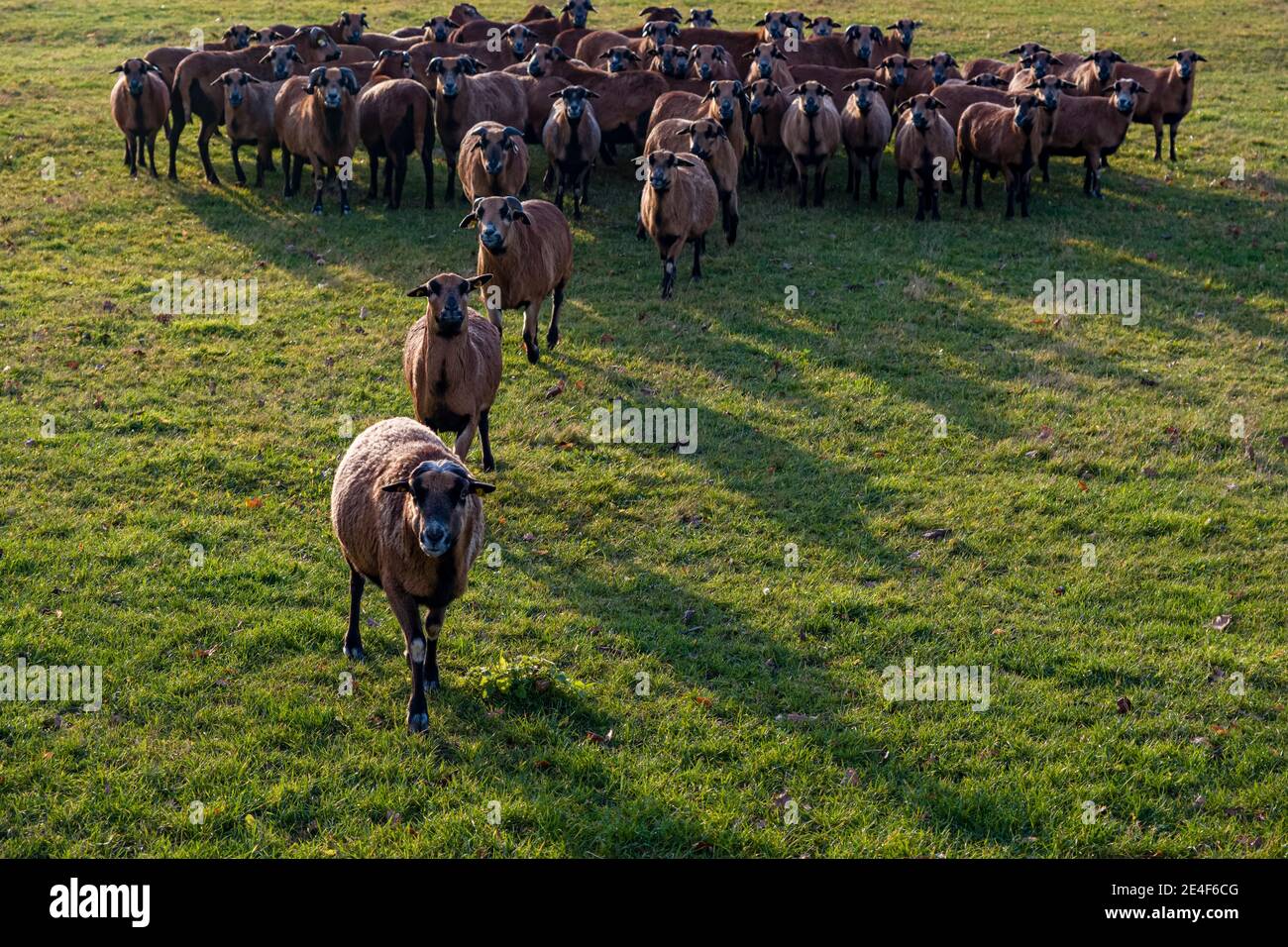 Un gregge di capre brune su un pascolo, alcuni che camminano in avanti. Foto Stock