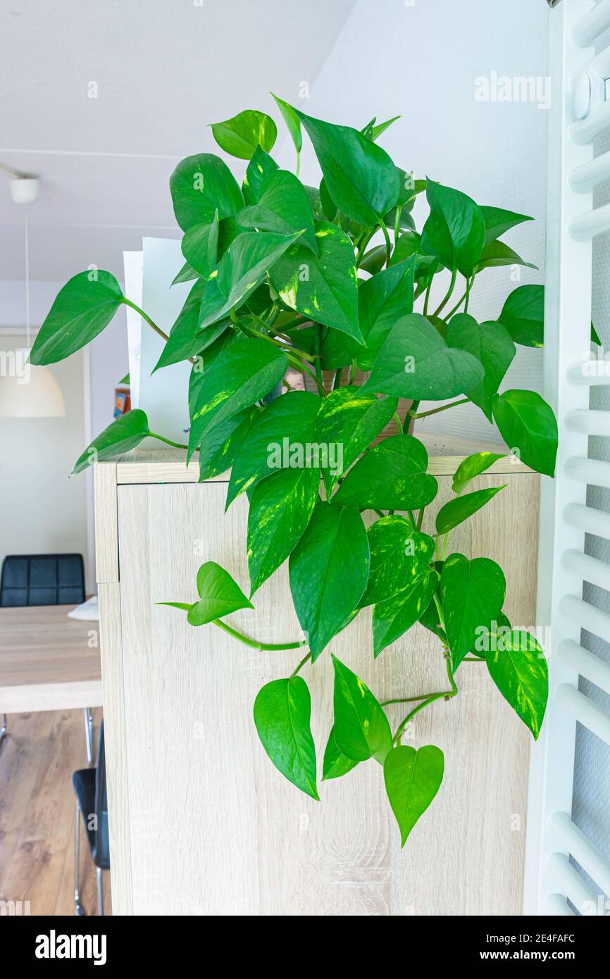 Houseplant appeso chiamato edera del diavolo (Epipremnum aureum) in un soggiorno Foto Stock
