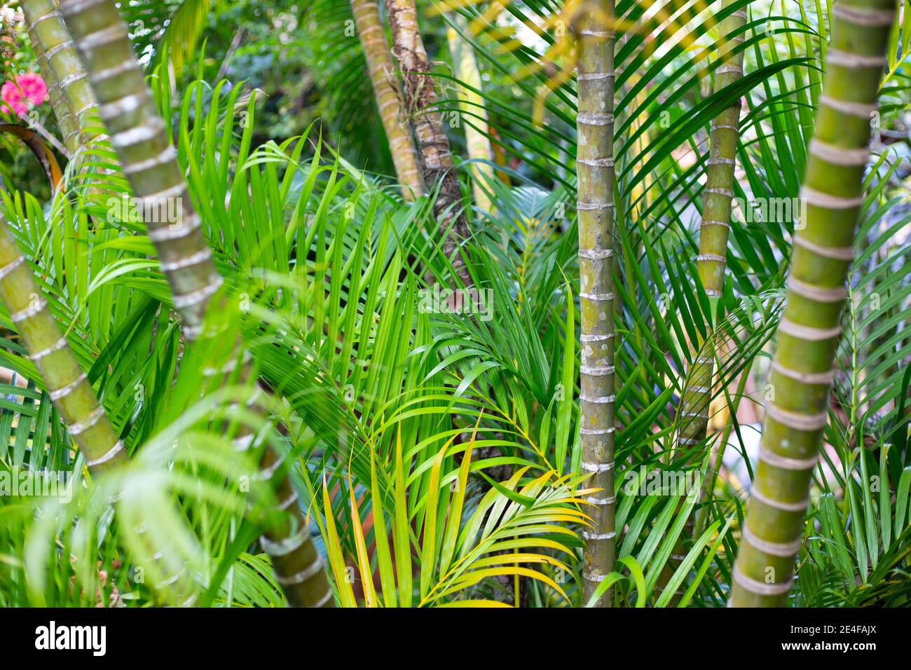 giungla verde tropicale con bambù e palme, natura asia Foto Stock