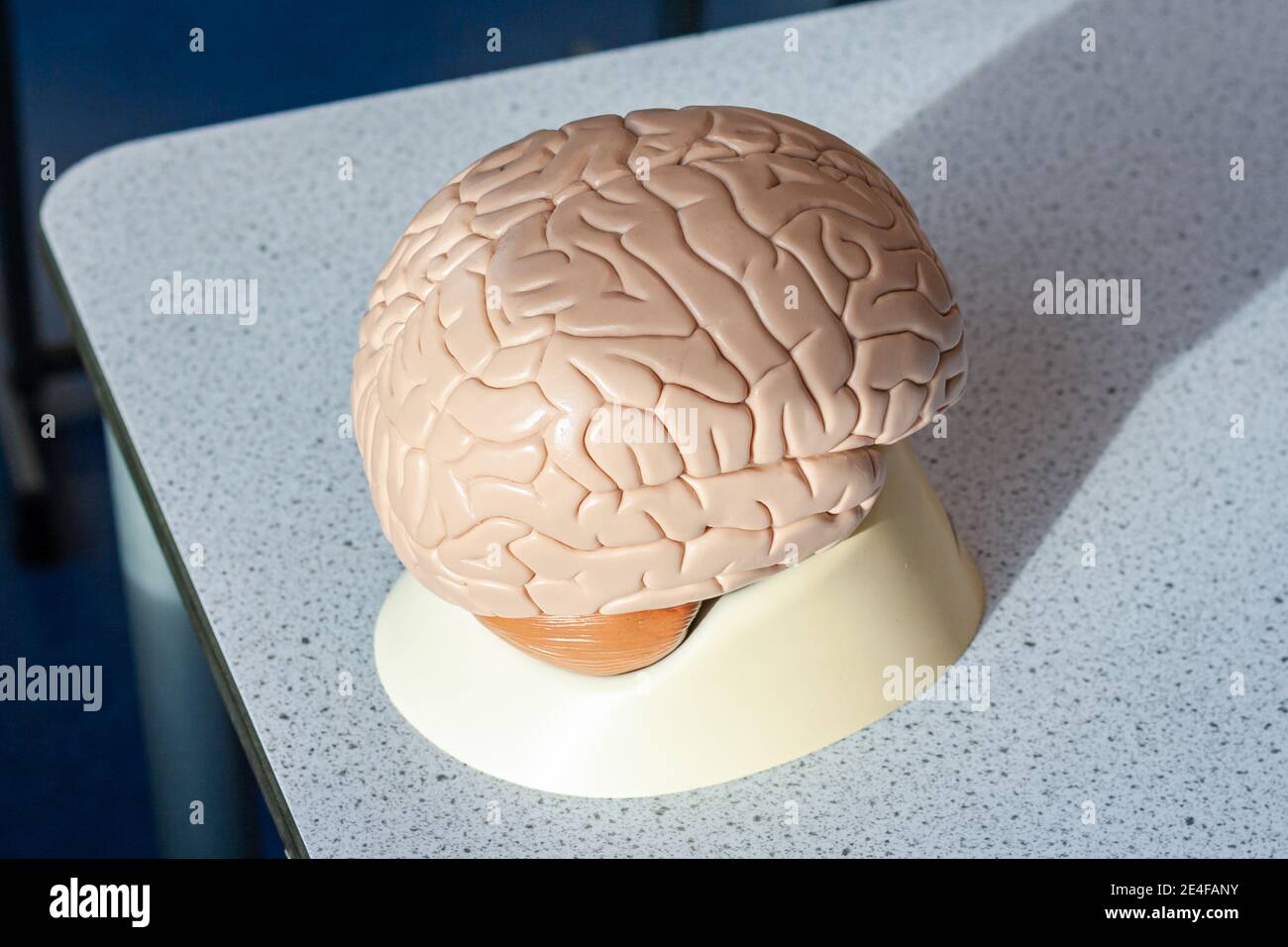 Modello dimostrativo del cervello umano, utilizzato in classe biologica Foto Stock