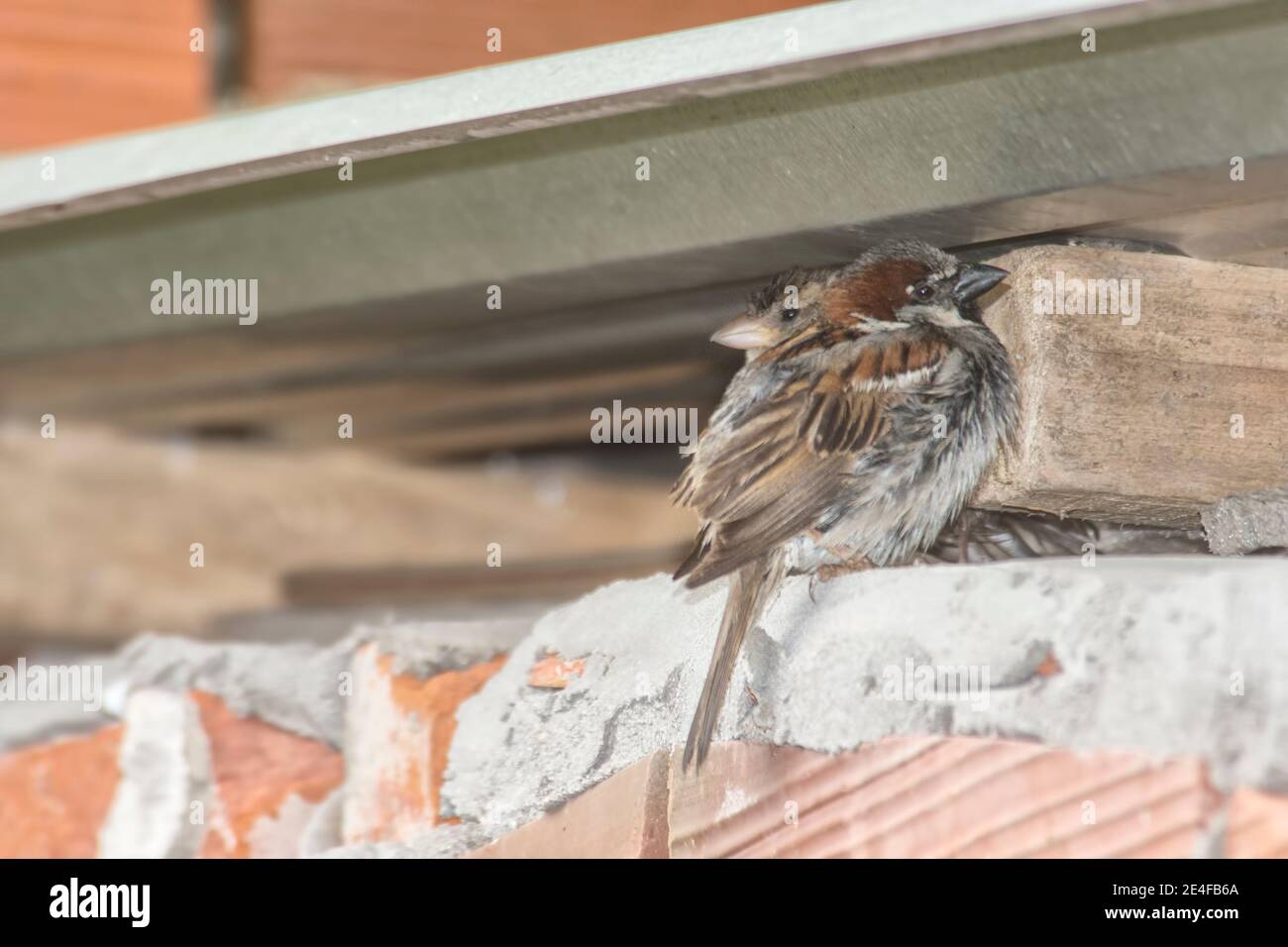 passeri riparati sotto un tetto Foto Stock