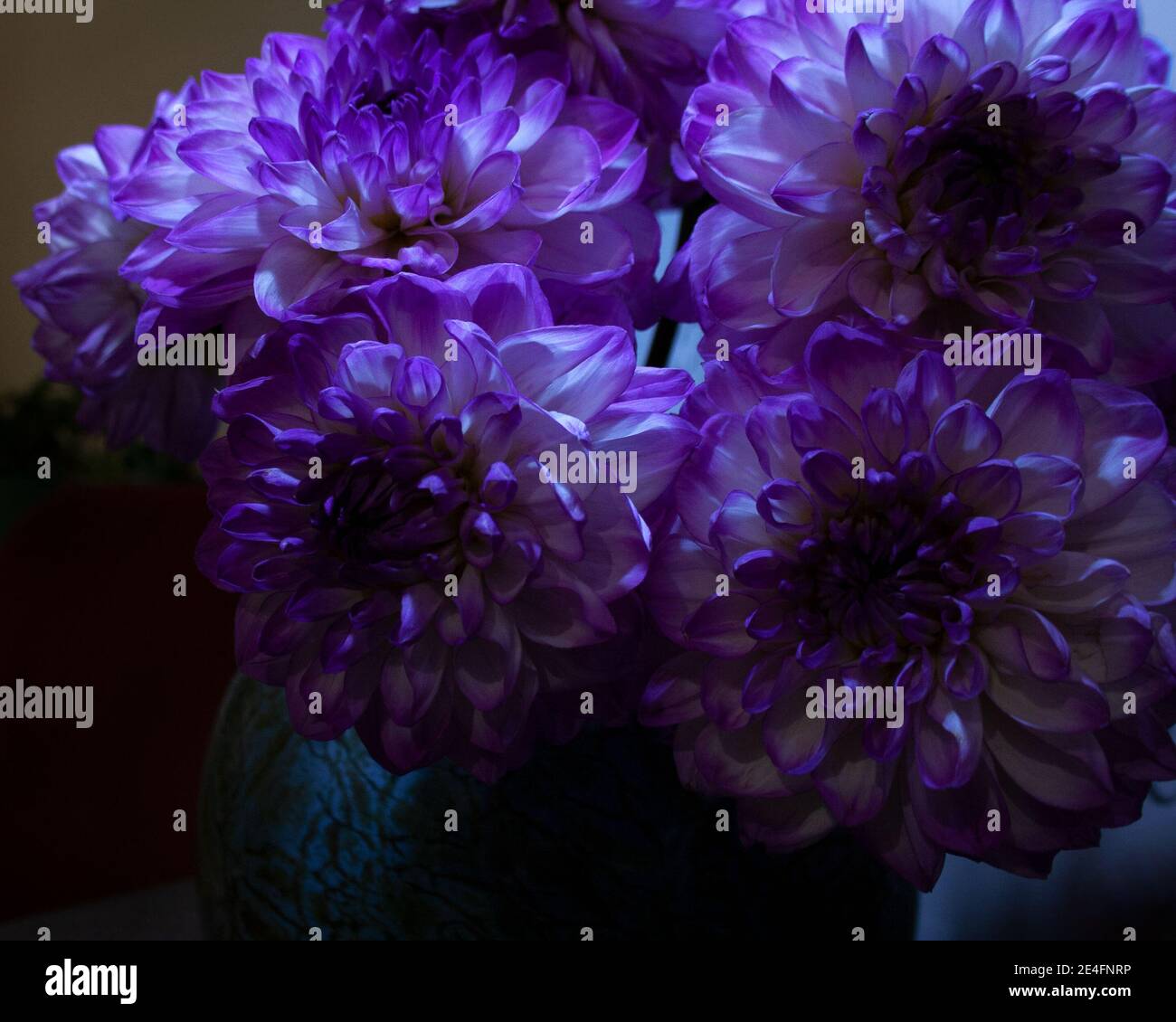 Bouquet di fiori di Dahlia con petali viola in scarsa illuminazione Foto Stock