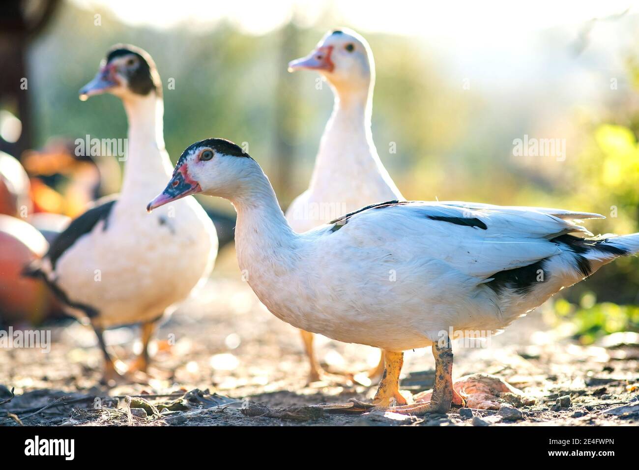 Anatre alimentano su barnyard rurale tradizionale. Particolare di una testa d'anatra. Primo piano di uccelli acquatici in piedi sul cortile fienile. Concetto di allevamento di pollame di gamma libera. Foto Stock