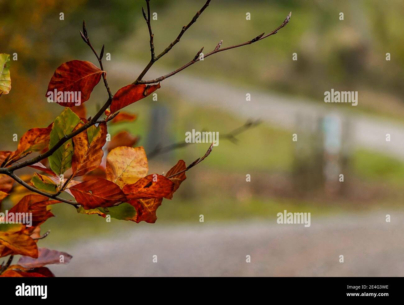 Foglie autunnali con una splendida colorazione rustica Foto Stock