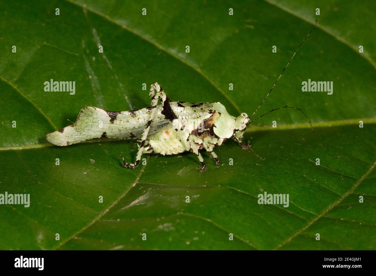 Katydid non identificato, Tettigoniidae. Lichene mimico. Foto Stock