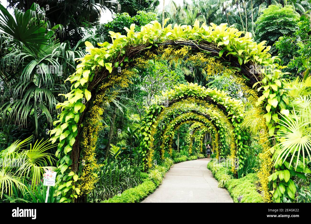 Arco fatto di piante circondato da palme tropicali nel Giardino Botanico, Singapore Foto Stock