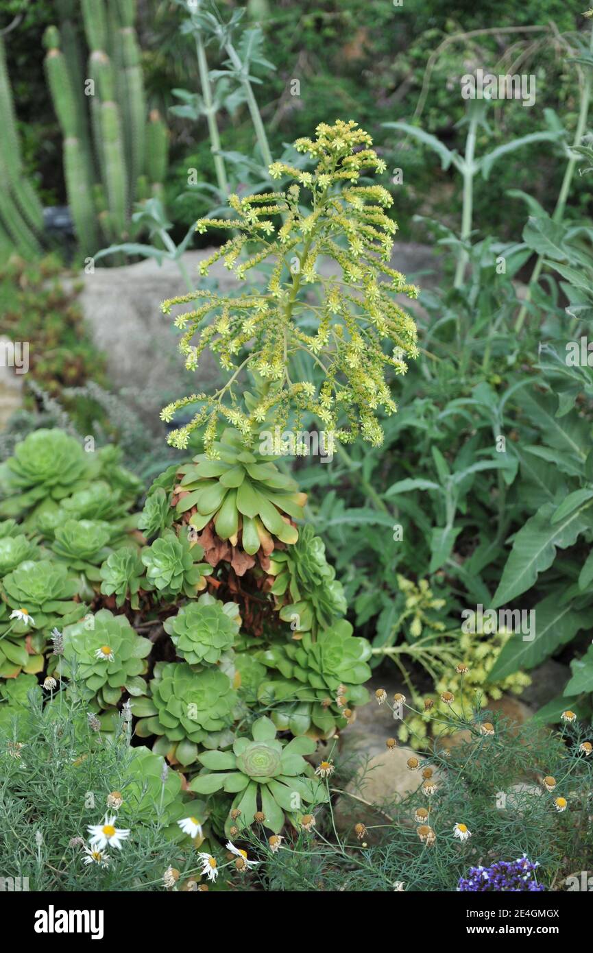 Aeonium canariense var. Palmense fiorisce in un giardino di serra in maggio Foto Stock