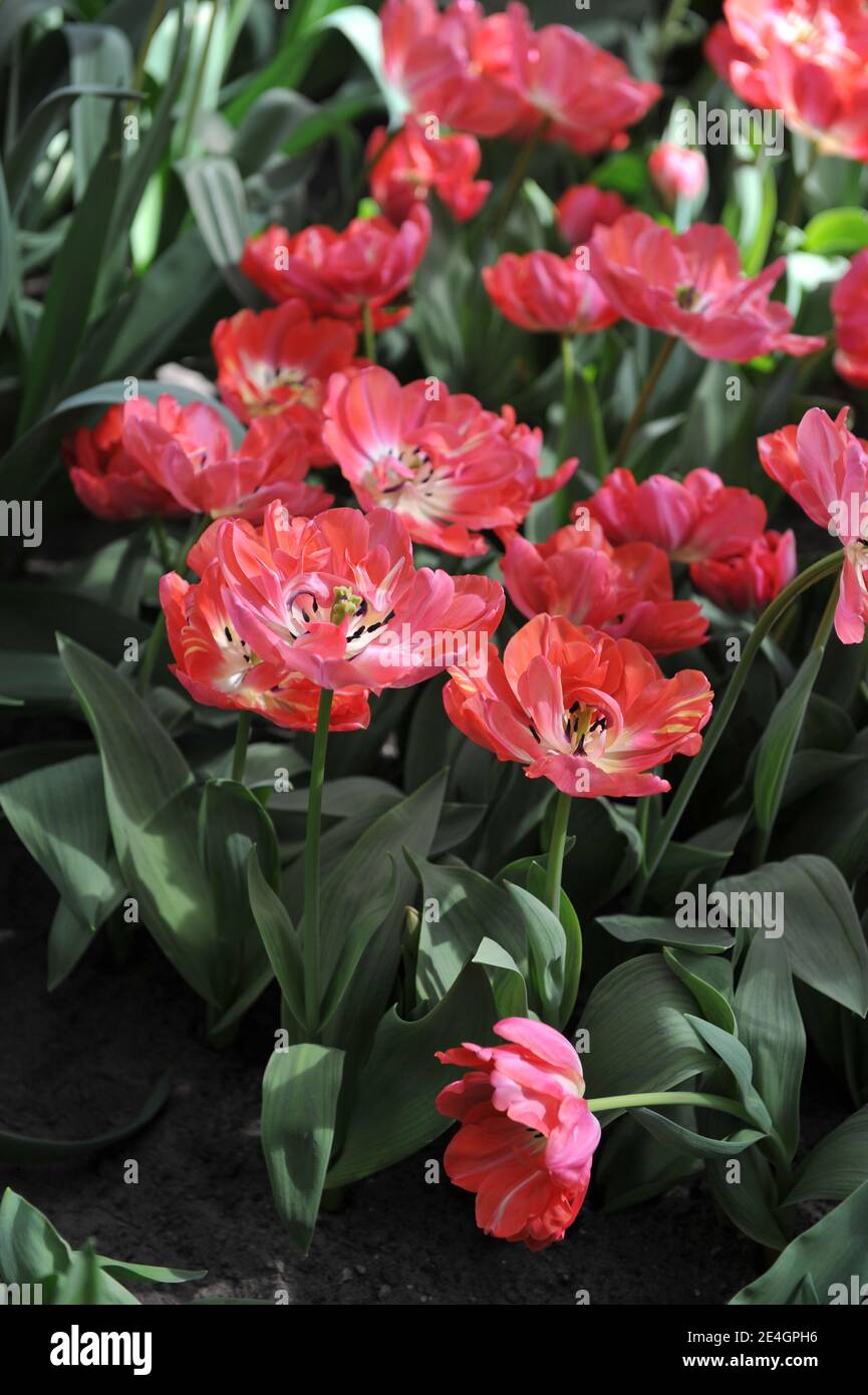 Punky-rosso peony-fiorito doppio tulipani tardivi (Tulipa) fiore finale Star in Un giardino nel mese di aprile Foto Stock