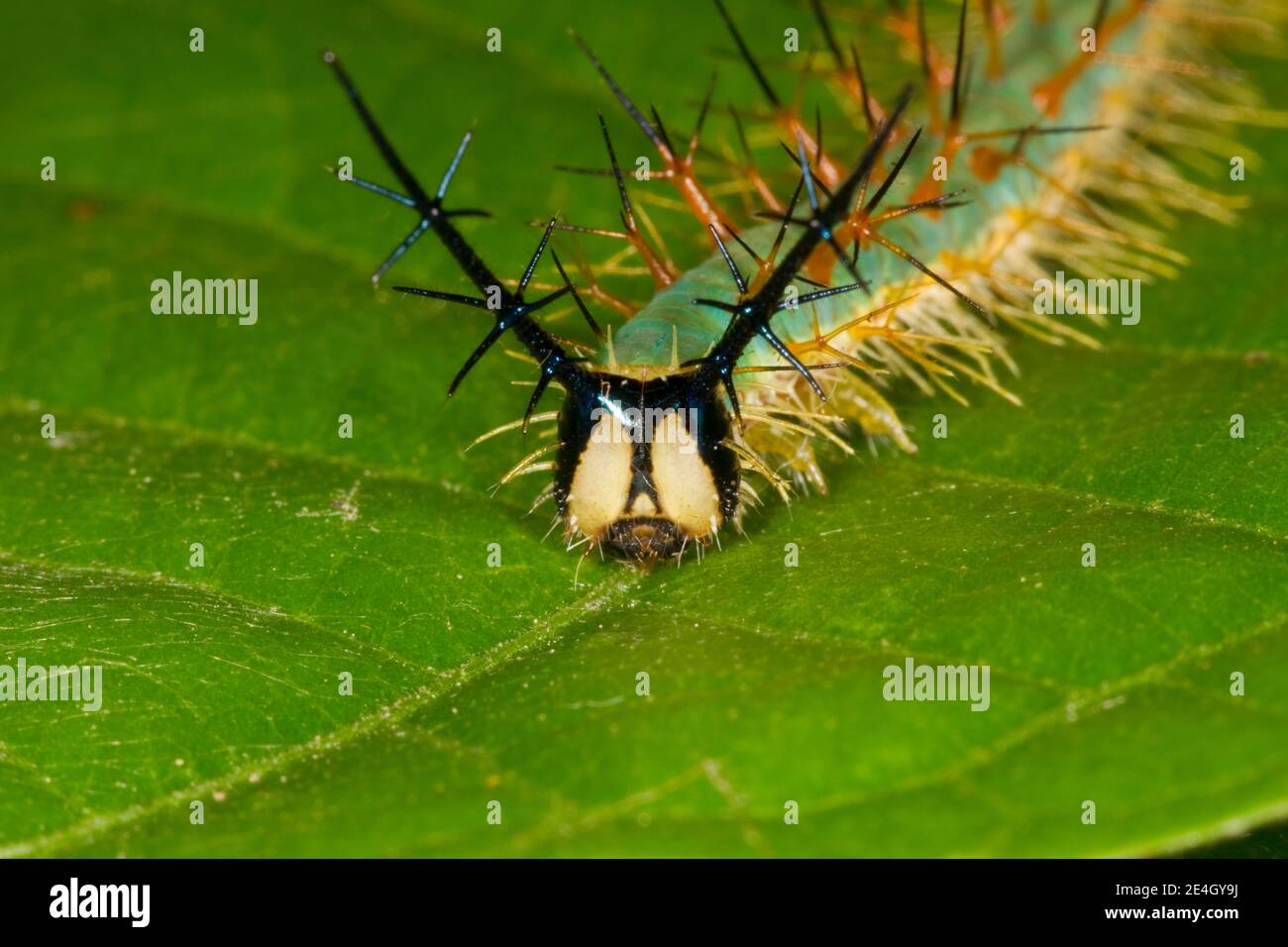 Ninfalide larva delle farfalle, Catonephele acontius, Ninfalidae. Larva immagini 14121917-14121930 e 14121950-14121955 su 12-14-14, 14122592-14122607 su 1 Foto Stock