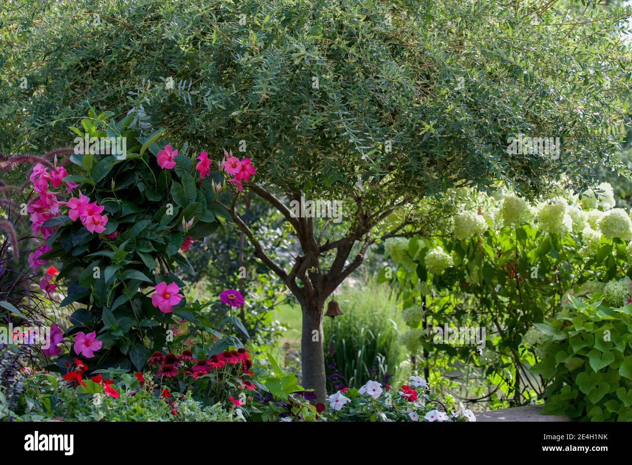 Una bella mandevilla tropicale fucsia e un salice giapponese mettono in risalto questo giardino di Chicago in una soleggiata giornata di primavera. Foto Stock