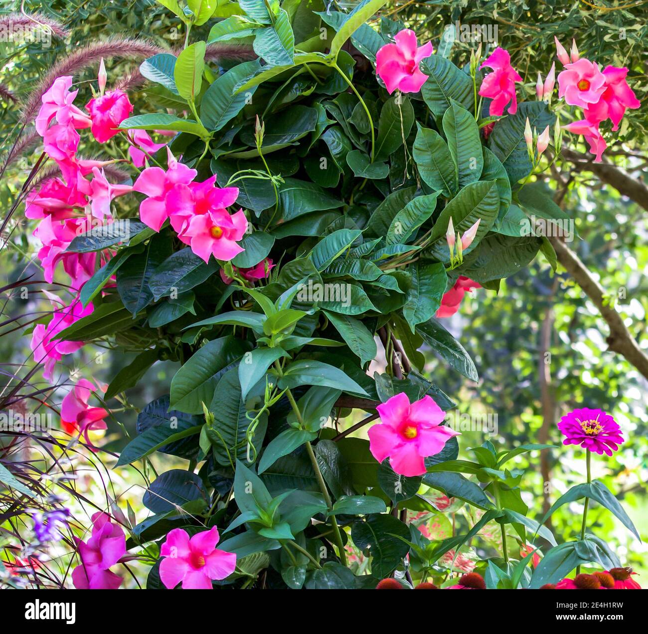 Una bella mandevilla tropicale fucsia e un salice giapponese mettono in risalto questo giardino di Chicago in una soleggiata giornata di primavera. Foto Stock