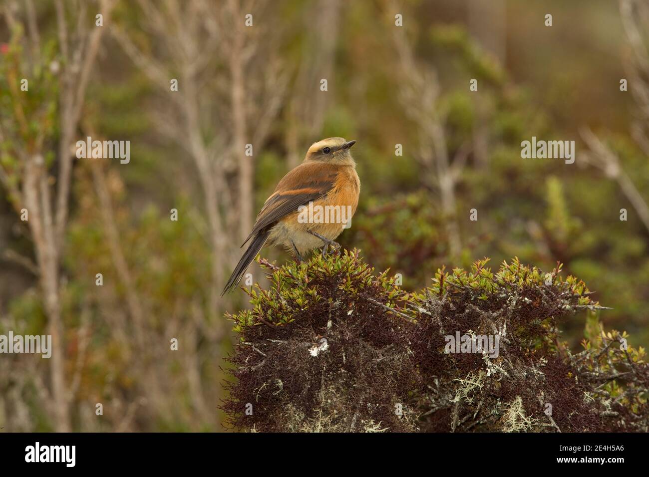 Chat-Tyrant con dorso marrone, Ochthoeca fumicolor, arroccato su un albero. Foto Stock