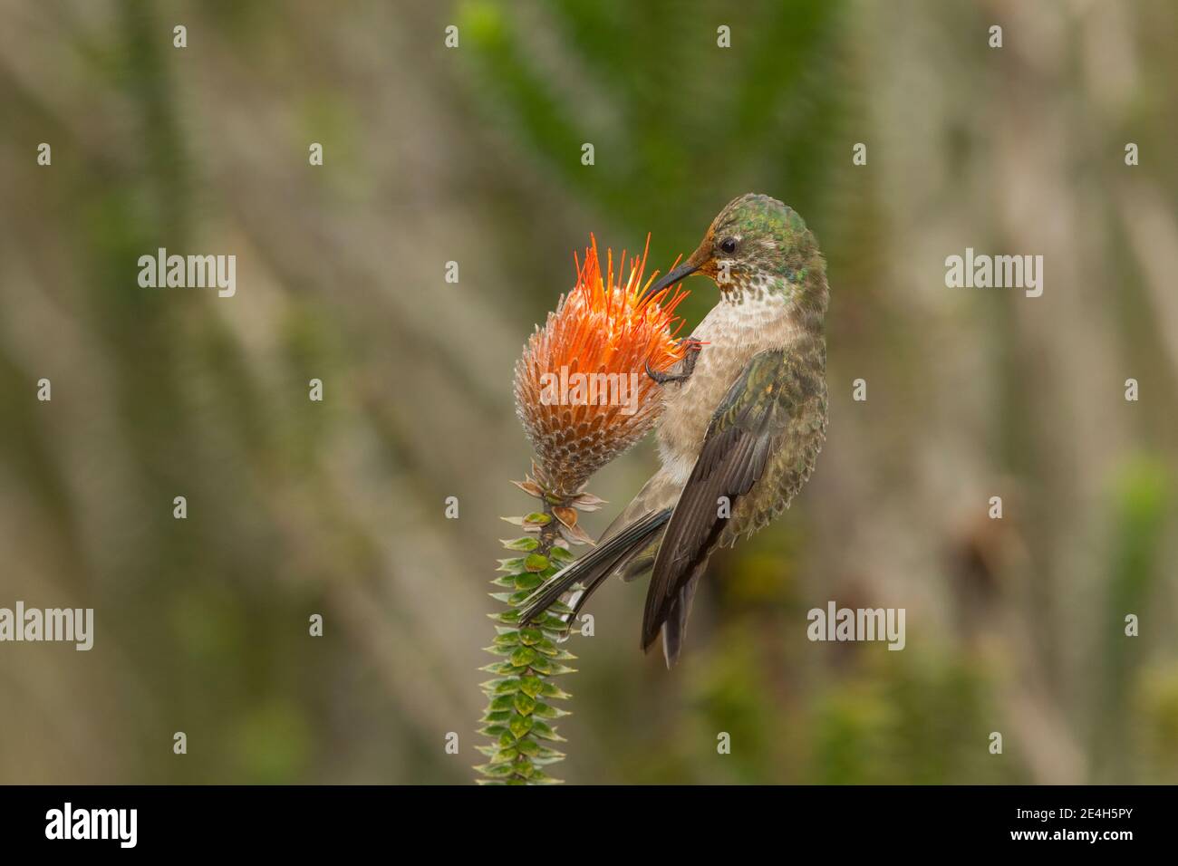Equadoriana Hillstar femmina, Oreotrochillus chimborazo, nutrimento a chiuquiragua fiore, Chuquiraga sp. Foto Stock