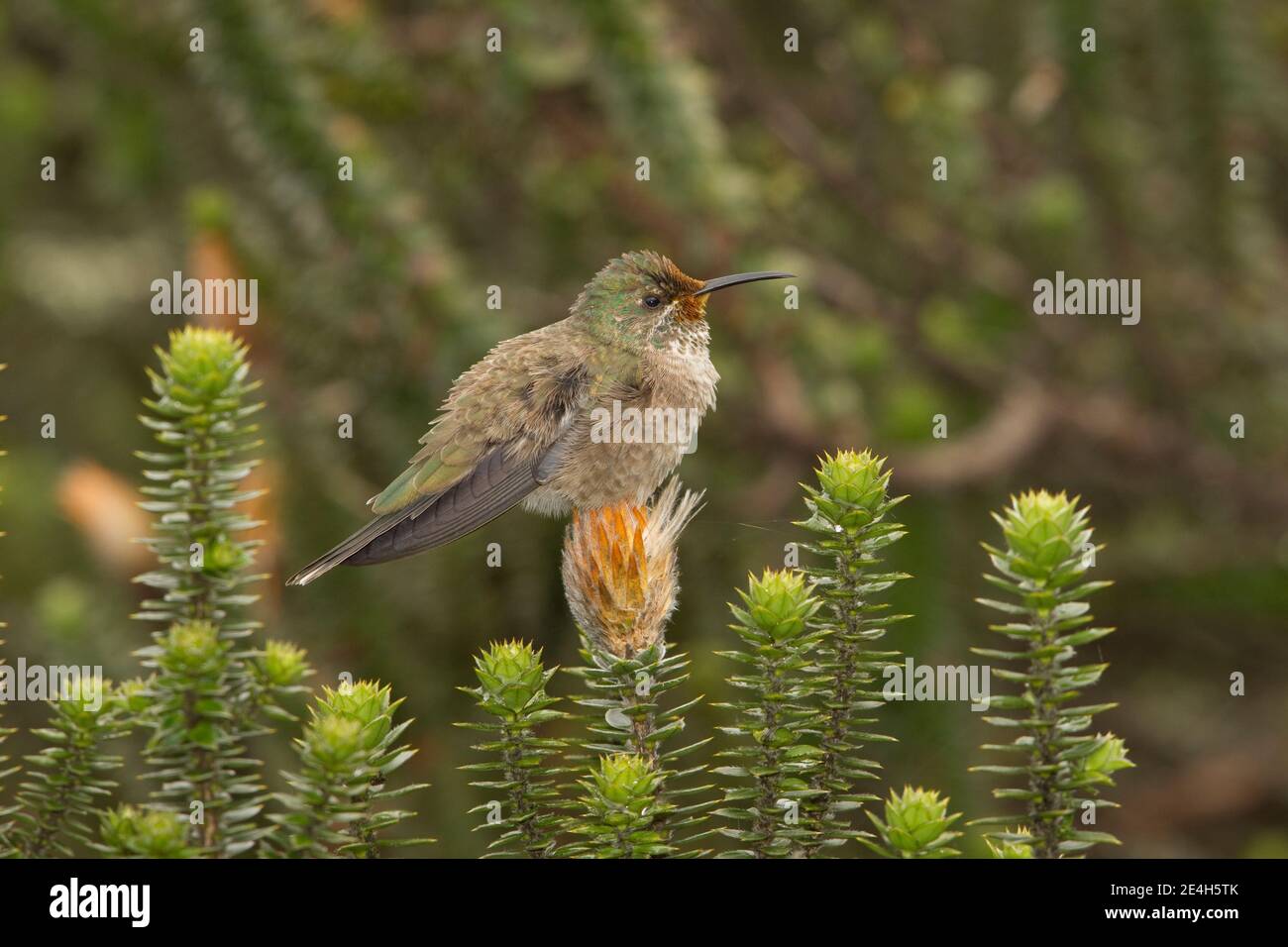 Equadoriana Hillstar femmina, Oreotropchilus chimborazo, arroccato su chiuquiragua fiore, Chuquiraga sp. Foto Stock