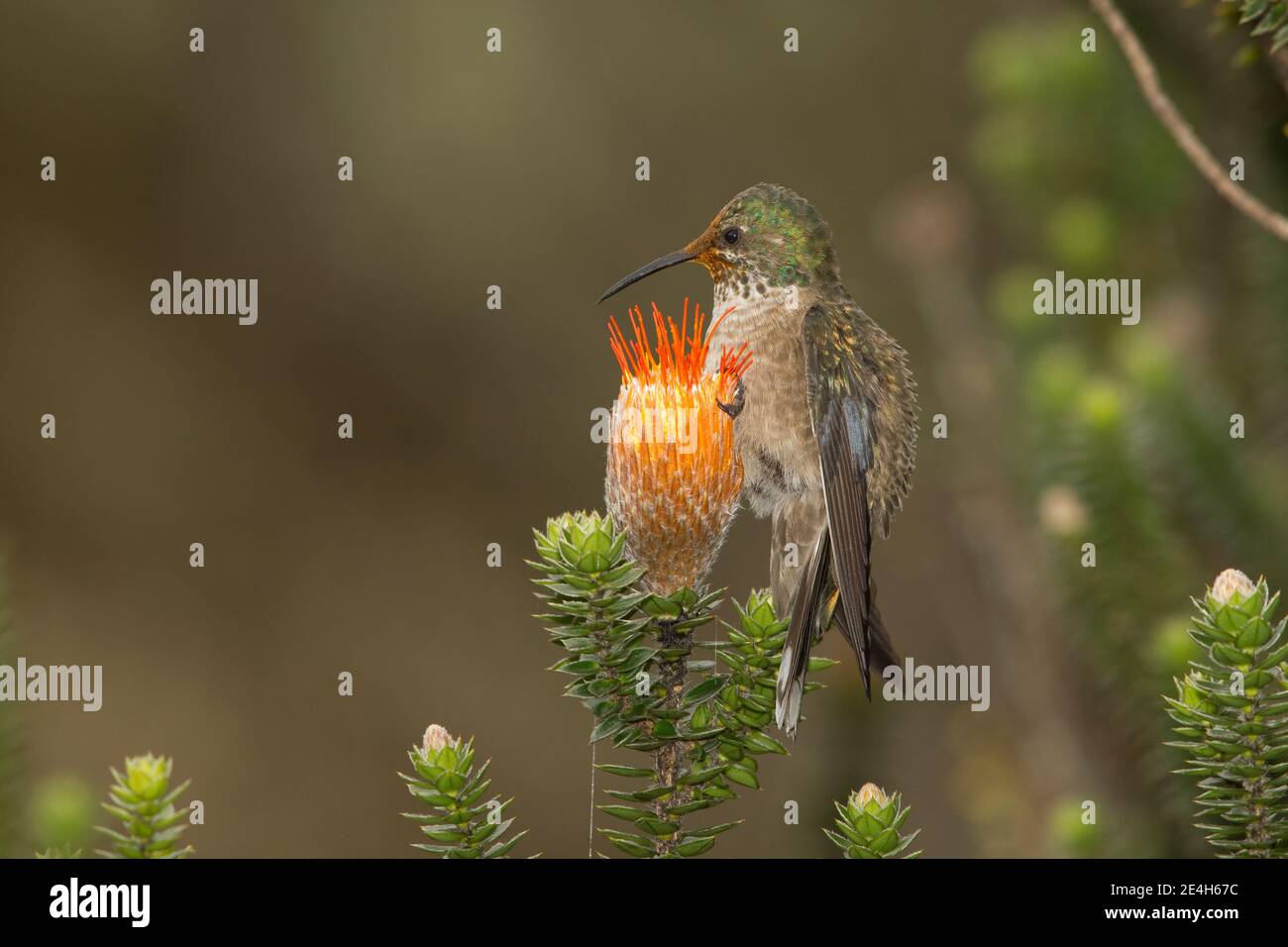 Equadoriana Hillstar femmina, Oreotrochillus chimborazo, nutrimento a chiuquiragua fiore, Chuquiraga sp. Foto Stock