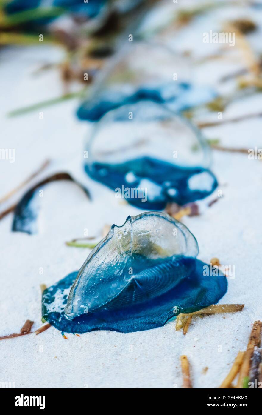 Bluebottles, o Indo-Pacific Man o’ War, non una medusa ma un sifonofore si è lavato su Diani Beach in Kenya Foto Stock