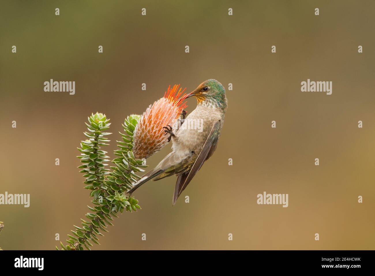 Equadoriana Hillstar femmina, Oreotrochillus chimborazo, che si nutre a Chuquiragua fiore. Foto Stock