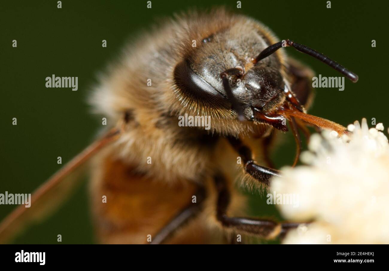 Un macro shot che mostra i dettagli dei Proboscis di una ape di miele (Apis mellifera) mentre si mangia un fiore bianco. Foto Stock
