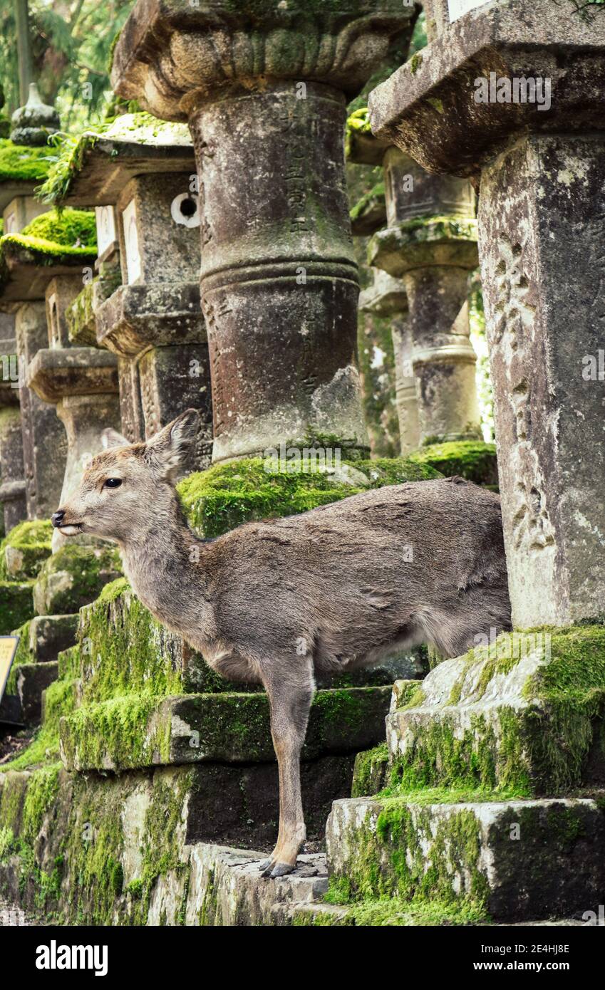 Primo piano di una simpatica e giovane donna Sika Deer che si trova di fronte a un antico tempio giapponese a Nara, in Giappone Foto Stock
