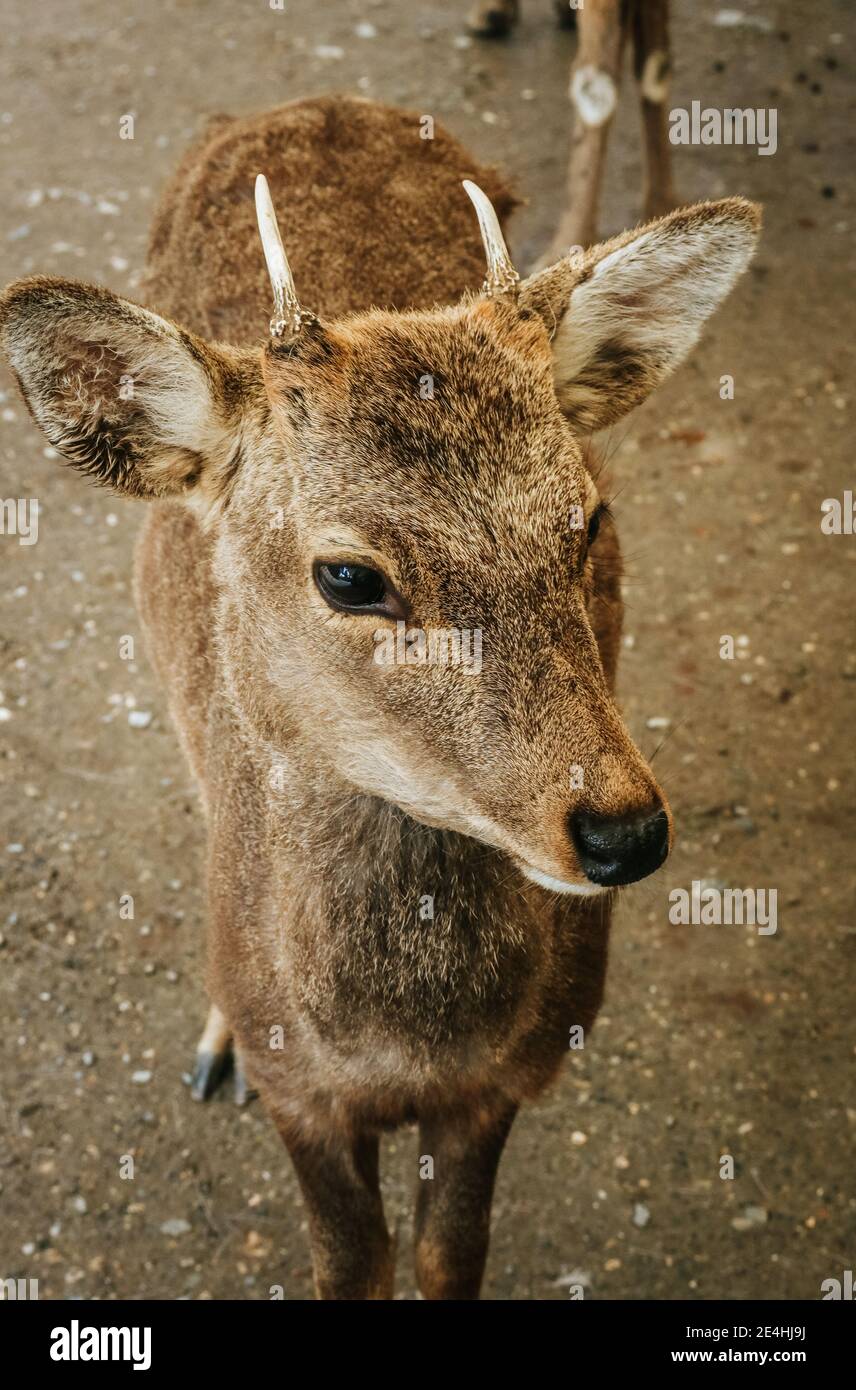 Primo piano di una simpatica e giovane donna Sika Deer che si trova di fronte a un antico tempio giapponese a Nara, in Giappone Foto Stock