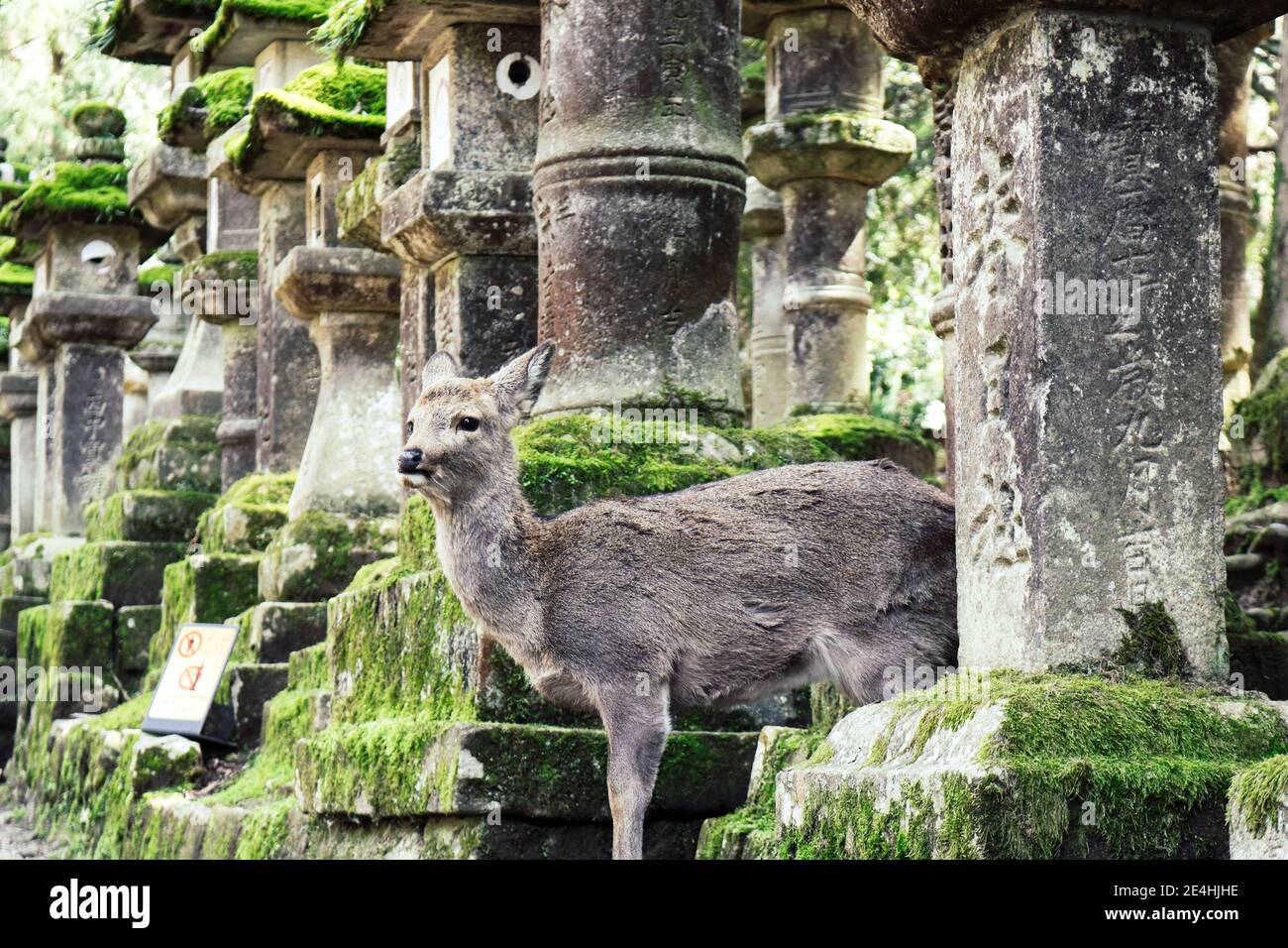 Primo piano di una simpatica e giovane donna Sika Deer che si trova di fronte a un antico tempio giapponese a Nara, in Giappone Foto Stock