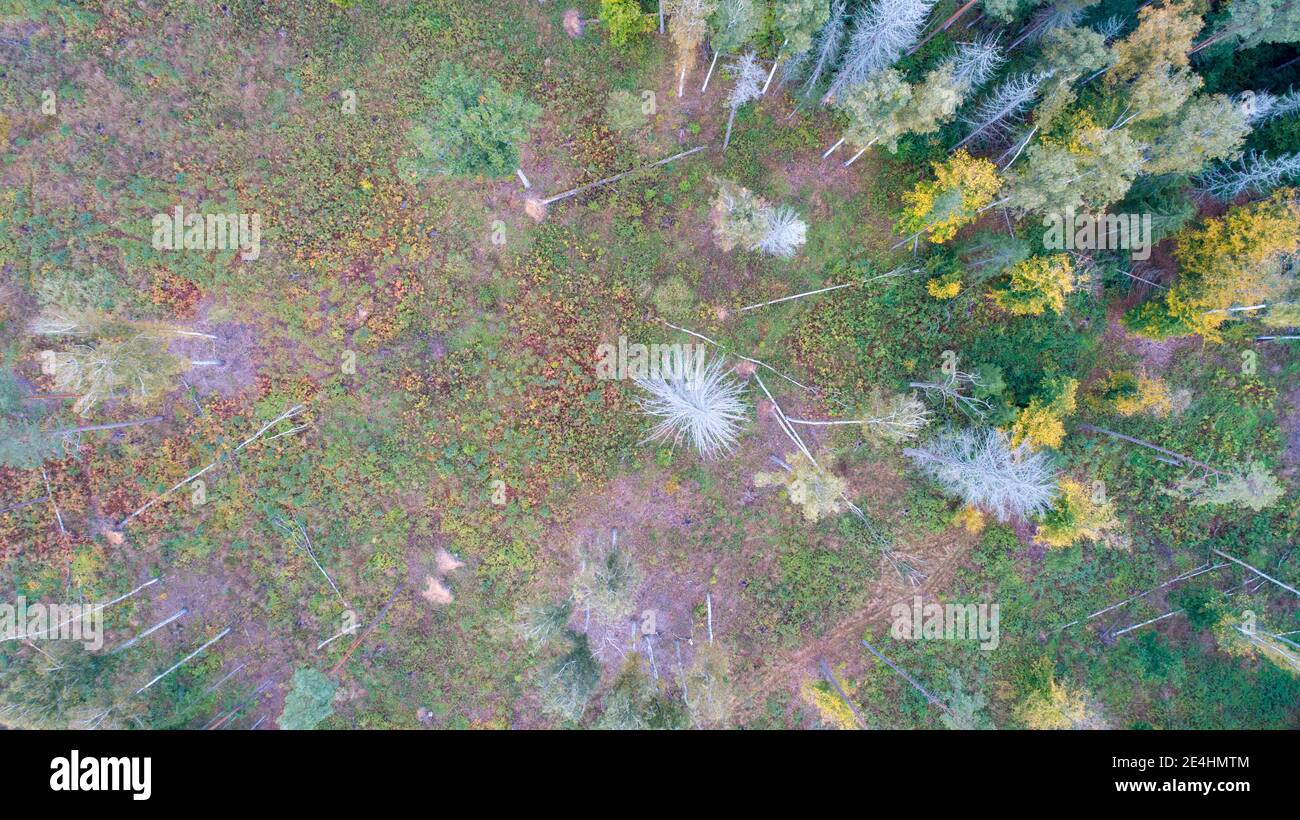 Bialowieza foresta in Polonia, vista aerea drone: Parte della foresta attaccata da barbabietola Foto Stock