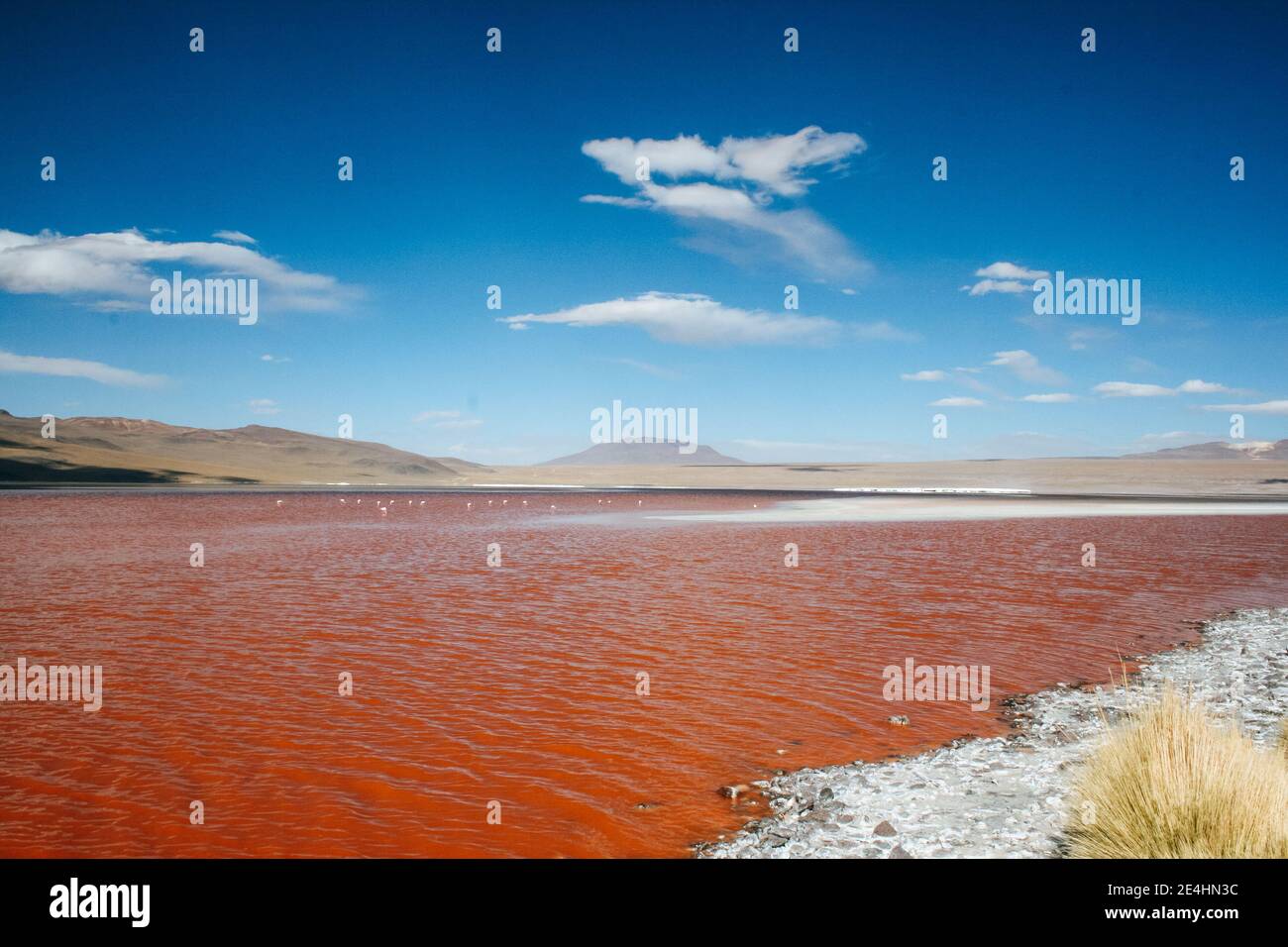 Laguna Rossa (laguna colorada) Con acqua di colore rosa nel sale Uyuni appartamenti in Bolivia Foto Stock