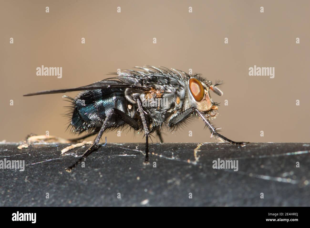 Blowfly blu, vista laterale. Foto Stock